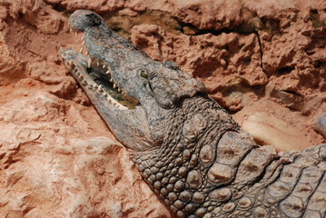 Obraz premium crocodile