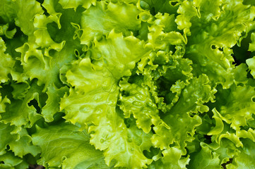 Salat