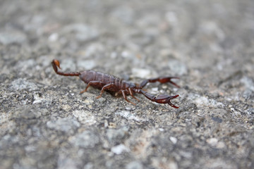 scorpion