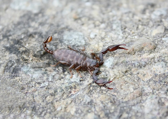 scorpion