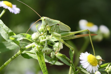 grasshopper