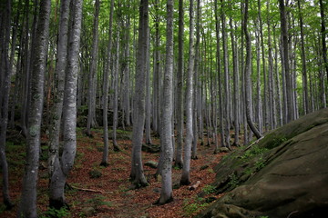 Obraz premium foresta verde