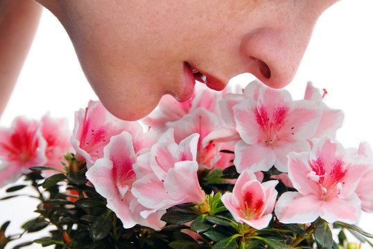 Smelling Pink Azalea Flowers
