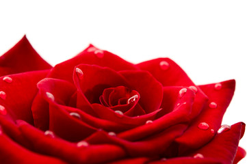 dark red rose with drops