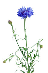 Naklejka premium blue flower isolated on white background