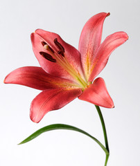Red flower of the royal lilies #1