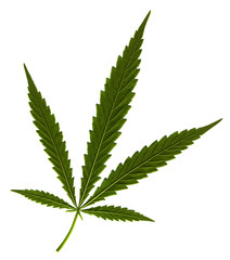 Cannabis leaf