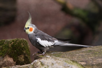Nymphensittich