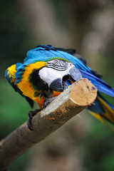 ルリコンゴウインコ