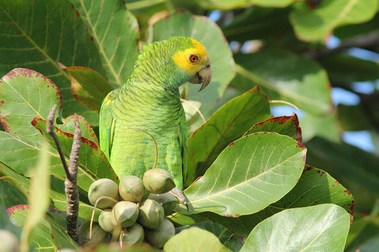 Fototapeta Yellow-shouldered Parrot in Almond Tree - Bonaire