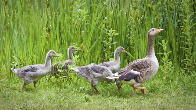 Mother goose leading goslings in the wild