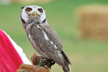 young owl perched on glove
