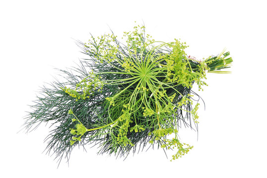 Sprig of dill