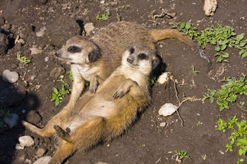 Meerkat (Suricata suricatta) hedonist
