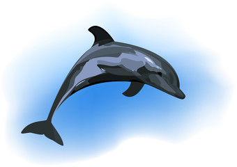 Dolphin