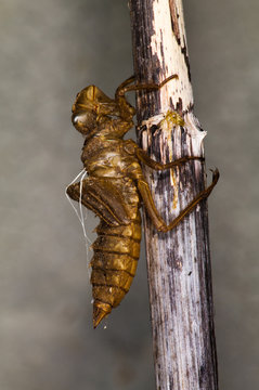 Dragonfly larval case
