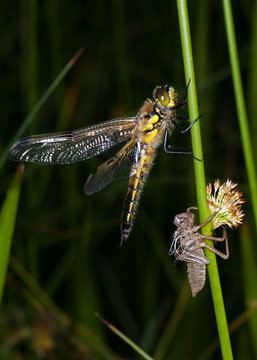 Dragonfly and larval case