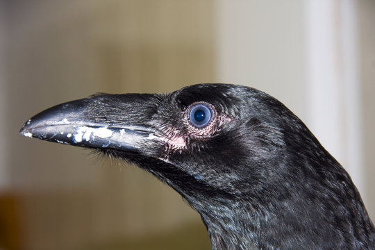 Young raven (Corvus corax)
