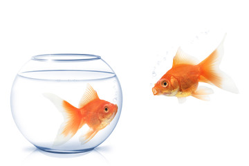 Goldfische.