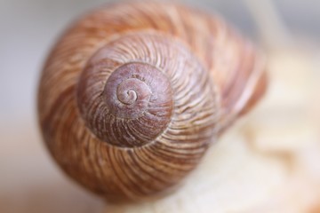shell