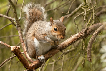 Naklejka na ściany i meble Young squirrel crouching in tree