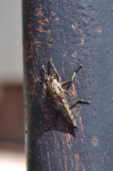 insetto - insect