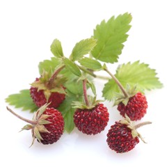 Wald - Erdbeeren