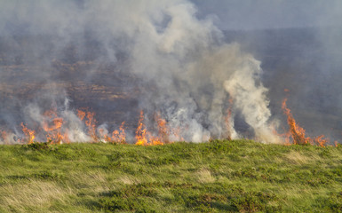 Heathland Fire