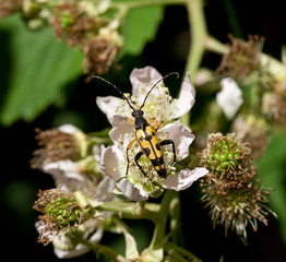 Longhorn Beetle on Bramble