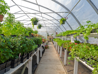 Inside commercial greenhouse with bedding plants