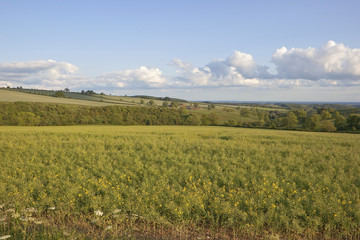 agricultural landscape