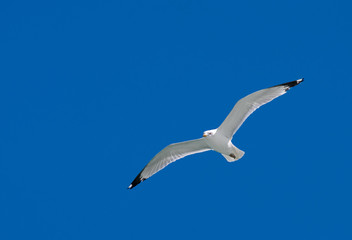Flying seagull.
