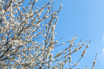 White Tree Blossom against Blue Sky