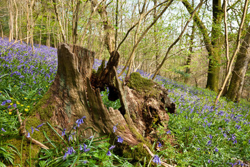 Stump in the Bluebell Wood