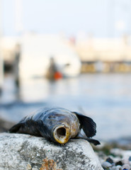 Dead Fish on rock at Lake Garda in Italy.