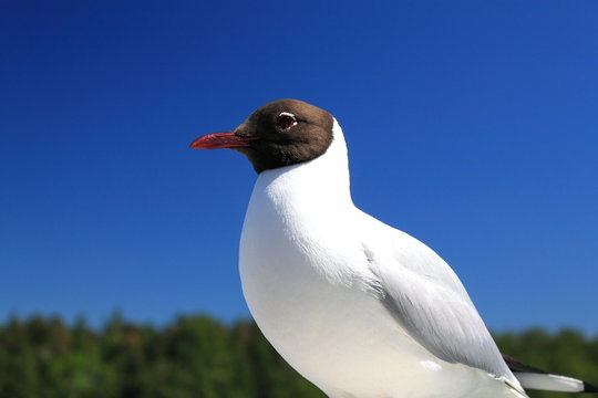 ユリカモメ