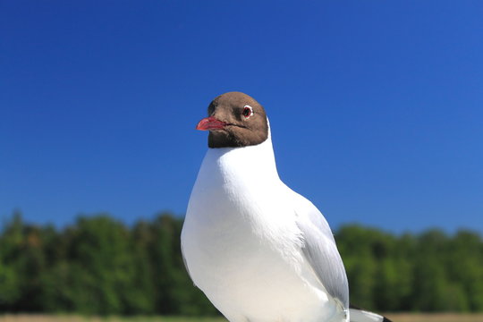 ユリカモメ