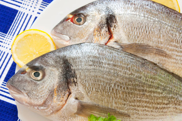 Gilt head bream