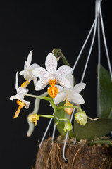 Naklejka na ściany i meble Orchid phalaenopsis hybrid over black