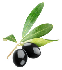 Isolated olives. Two black olives on a branch with leaves isolated on white background