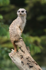Meerkat 8