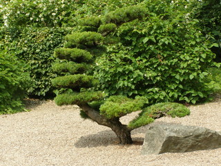 W ogrodzie japońskim © bnorbert3