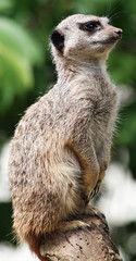 Meerkat 10
