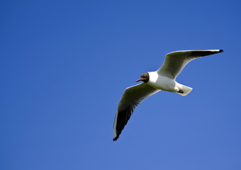 Mediterranean Gull