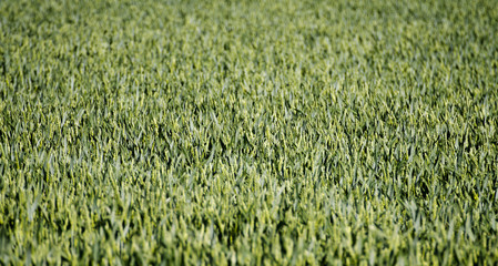 Obraz premium crop