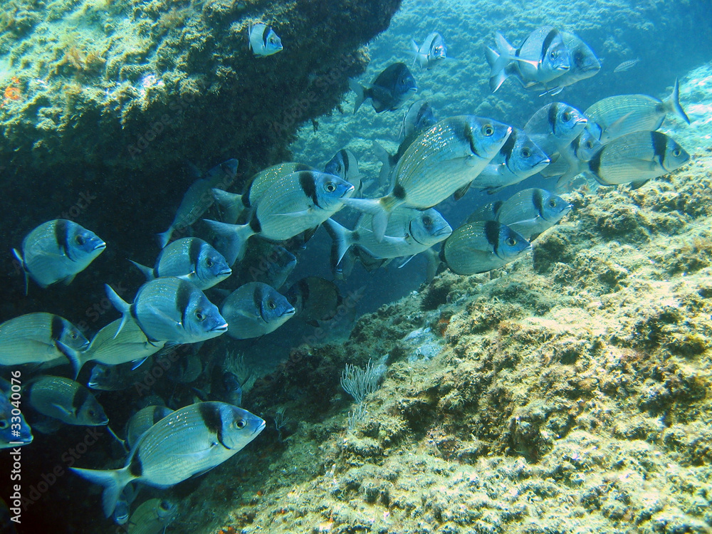 Wall mural school of fish two banded seabream, marine reserve of cerbere banyuls, vermilion coast, mediterranea