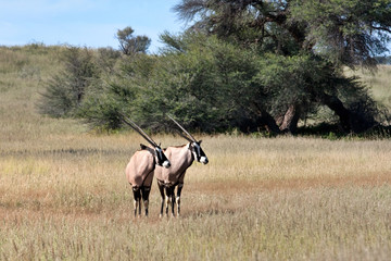 Gemsbok in Kalahari