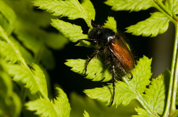 Garden Chafer (Phyllopertha horticola) on Fern