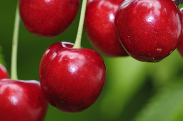 Suesskirschen