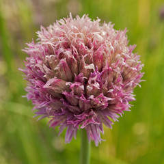 Close up of a single chive flower